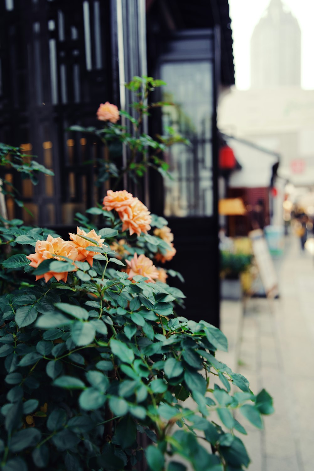 orange flowers with green leaves