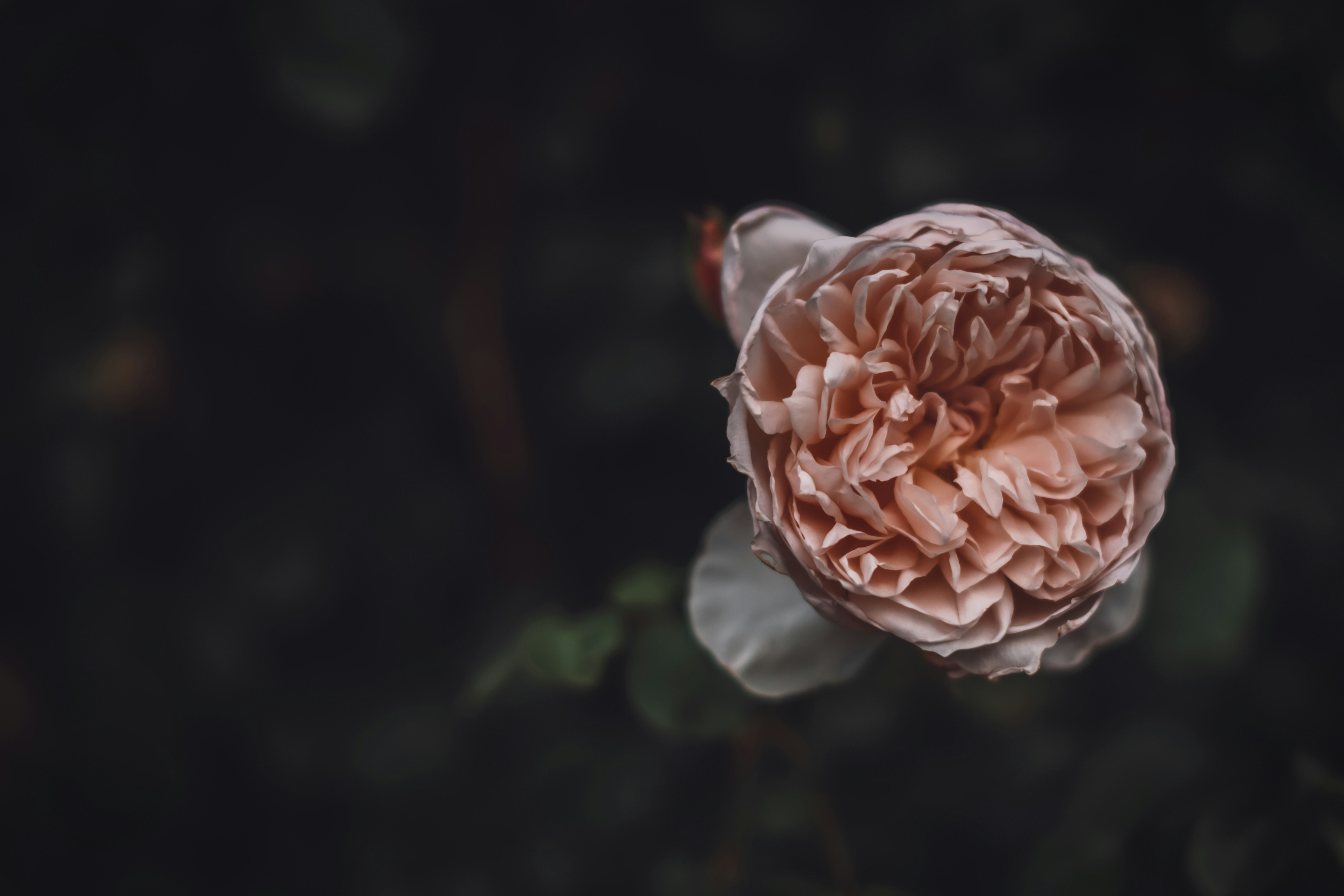 pink rose in bloom during daytime