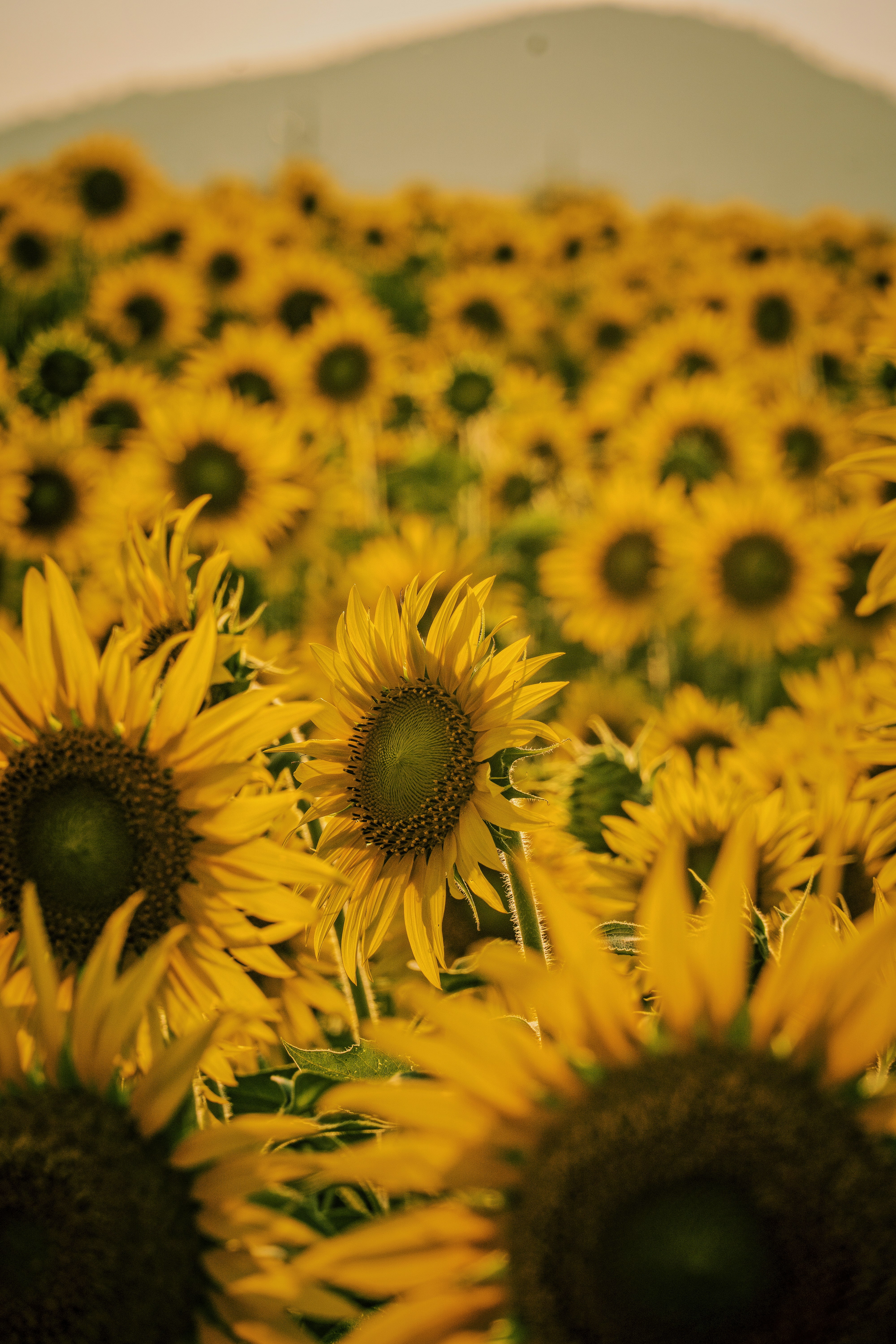 Photo by rehanshaik_17