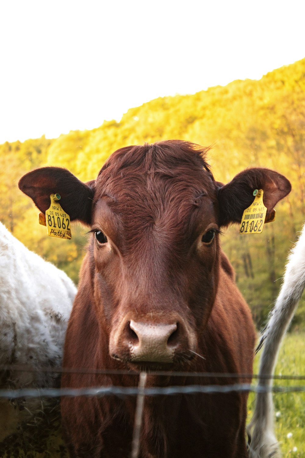 vaca marrom no campo amarelo da grama durante o dia