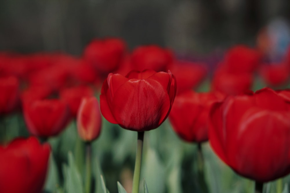 red tulips in bloom during daytime