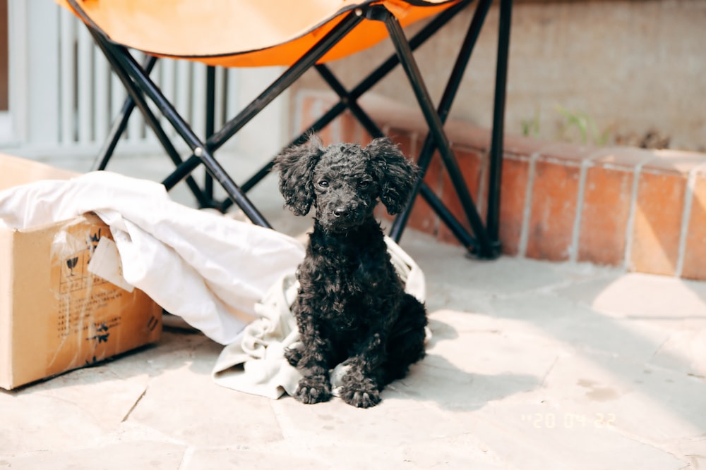 black long coat small dog on white textile