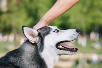 A friendly dog trainer interacting with a Siberian Husky in a training session.