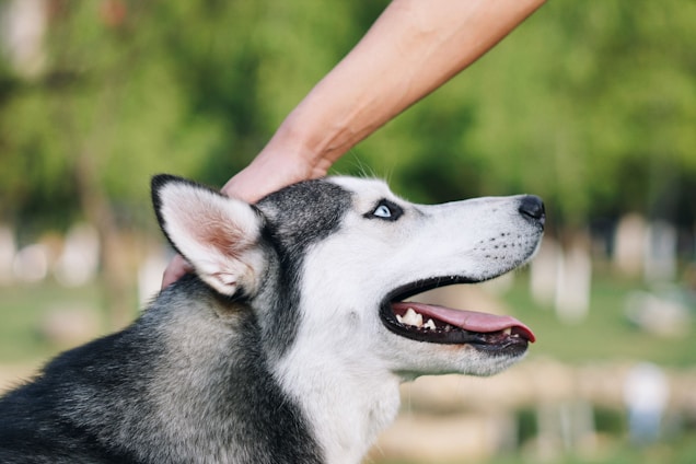 A friendly dog trainer interacting with a Siberian Husky in a training session.