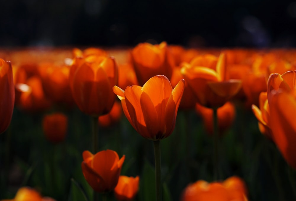 orange tulips in bloom during daytime