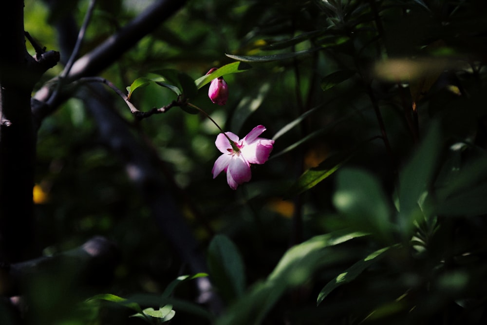 pink flower in tilt shift lens