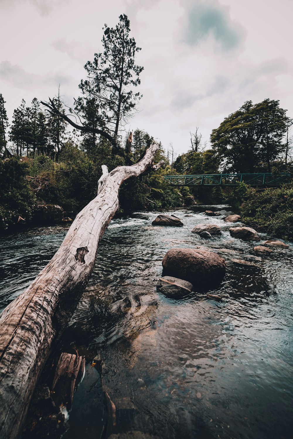 brown tree log on river