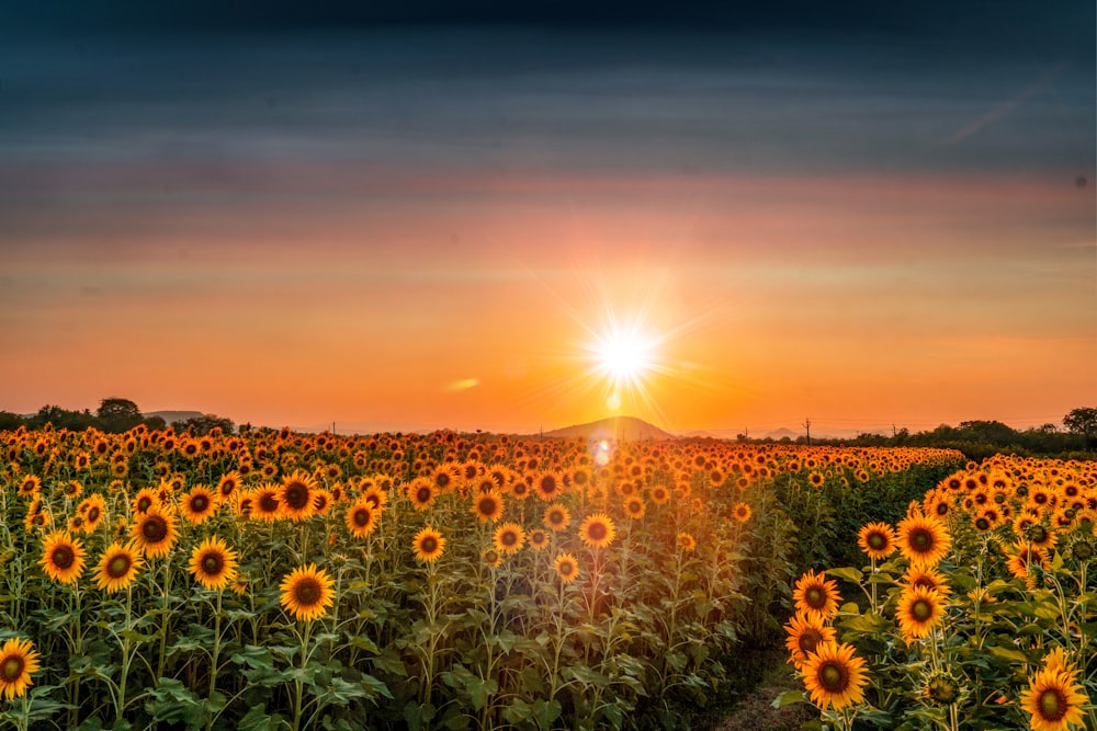 campo de girasoles bajo el cielo azul durante la puesta del sol