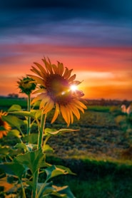 Yellow sunflower in bloom, symbolizing balance and renewal with hormone therapy.