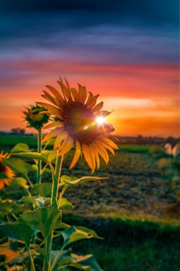 yellow sunflower in bloom during daytime