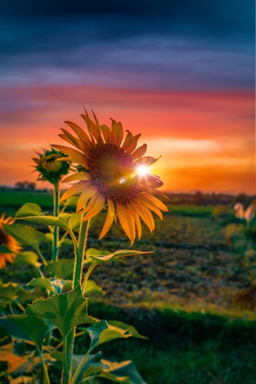 Yellow sunflower in bloom, symbolizing balance and renewal with hormone therapy.