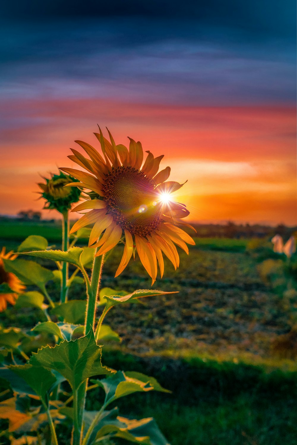 gelbe Sonnenblume blüht tagsüber