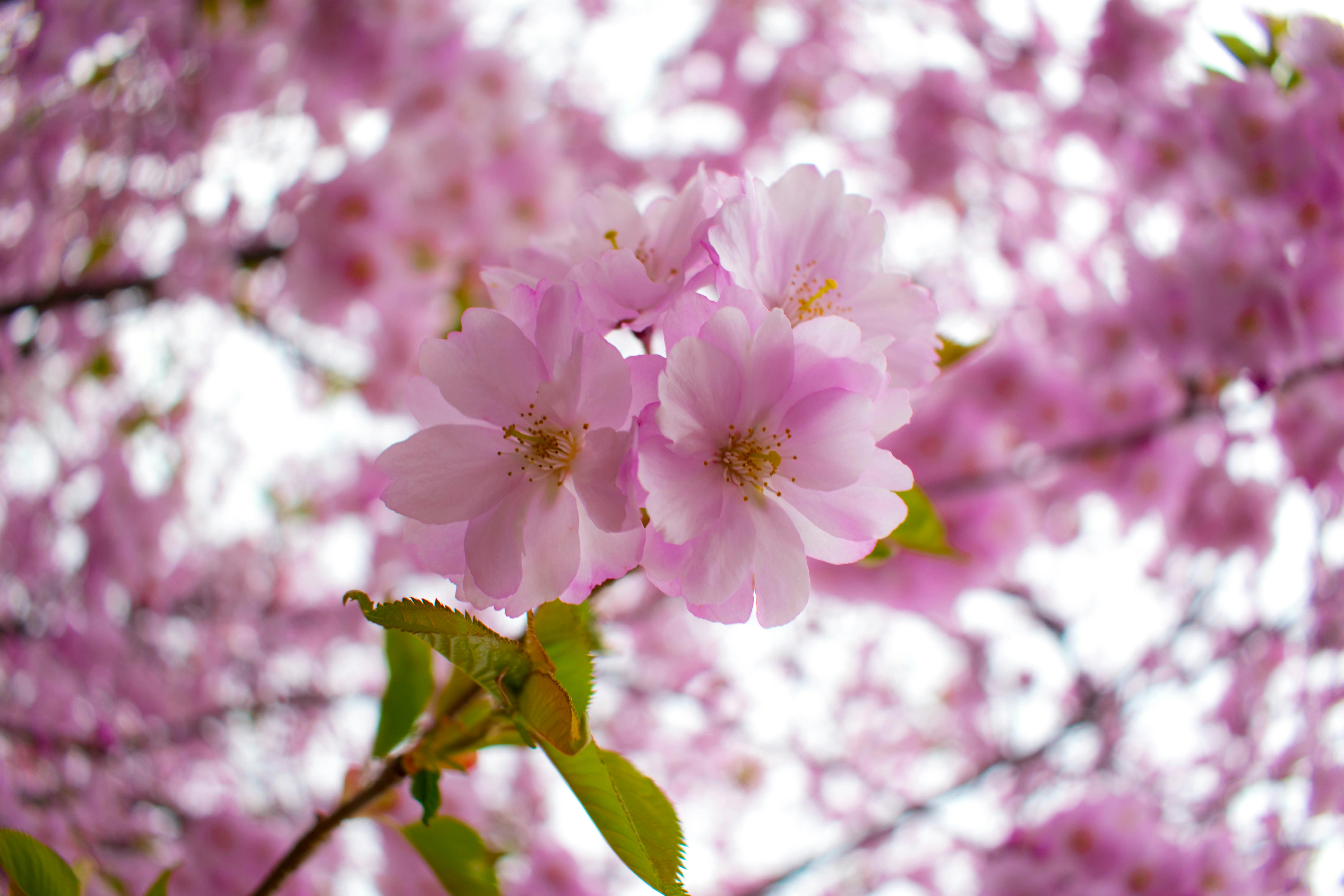 Photo by flummoxraccoon