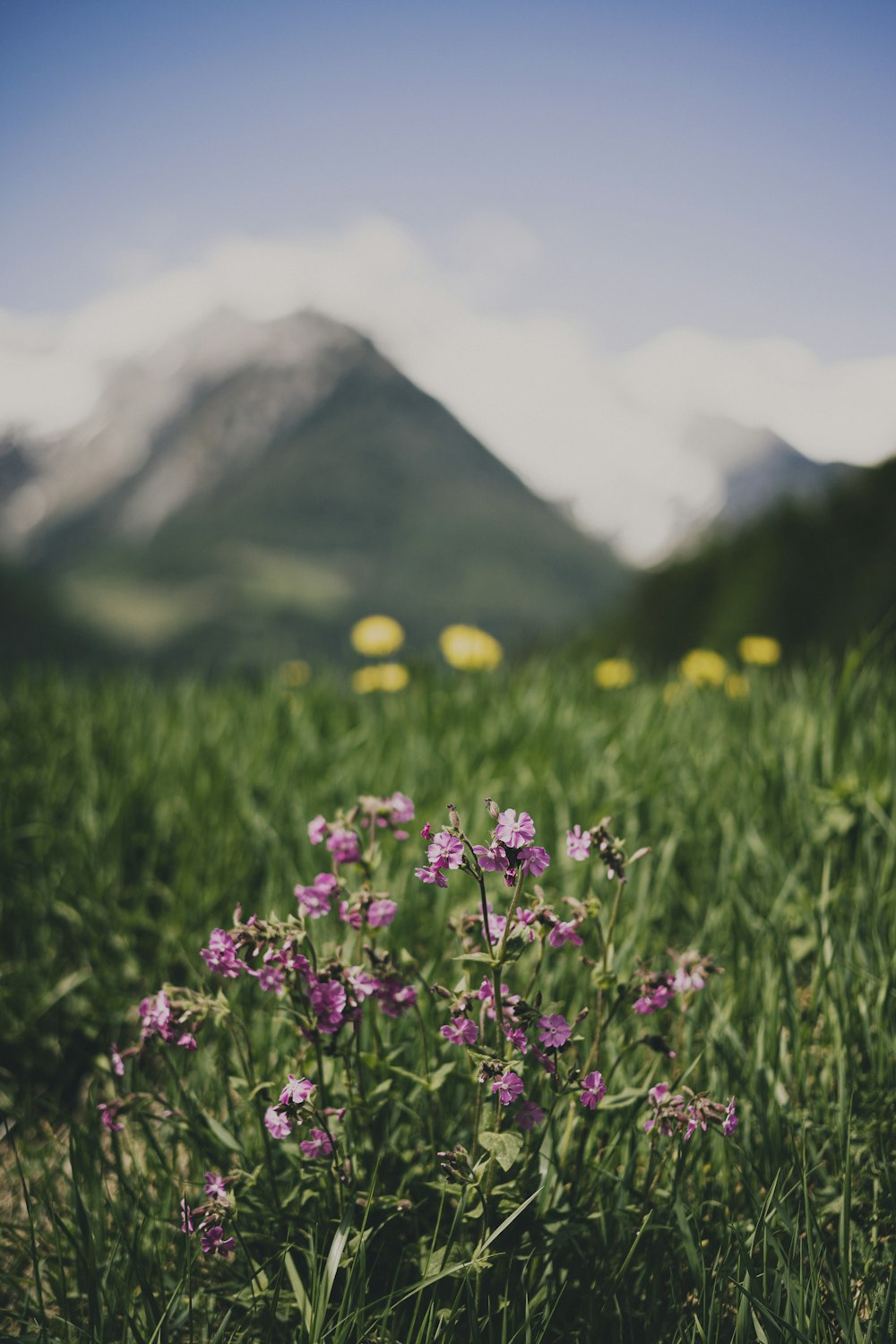 purple flowers on green grass field near mountain during daytime