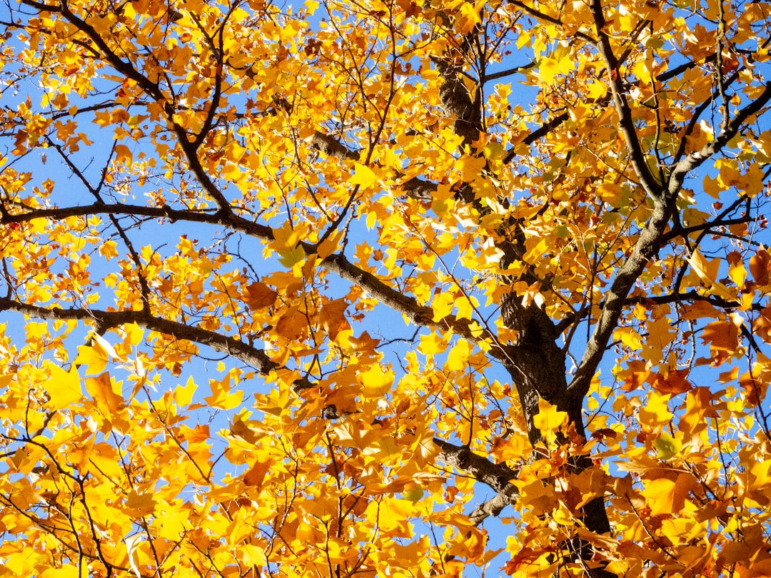 yellow leaves on brown tree