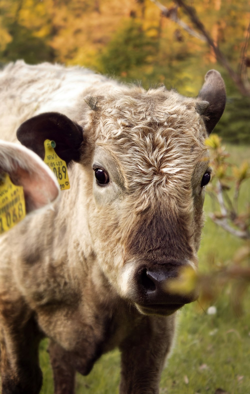 brown cow eating grass during daytime