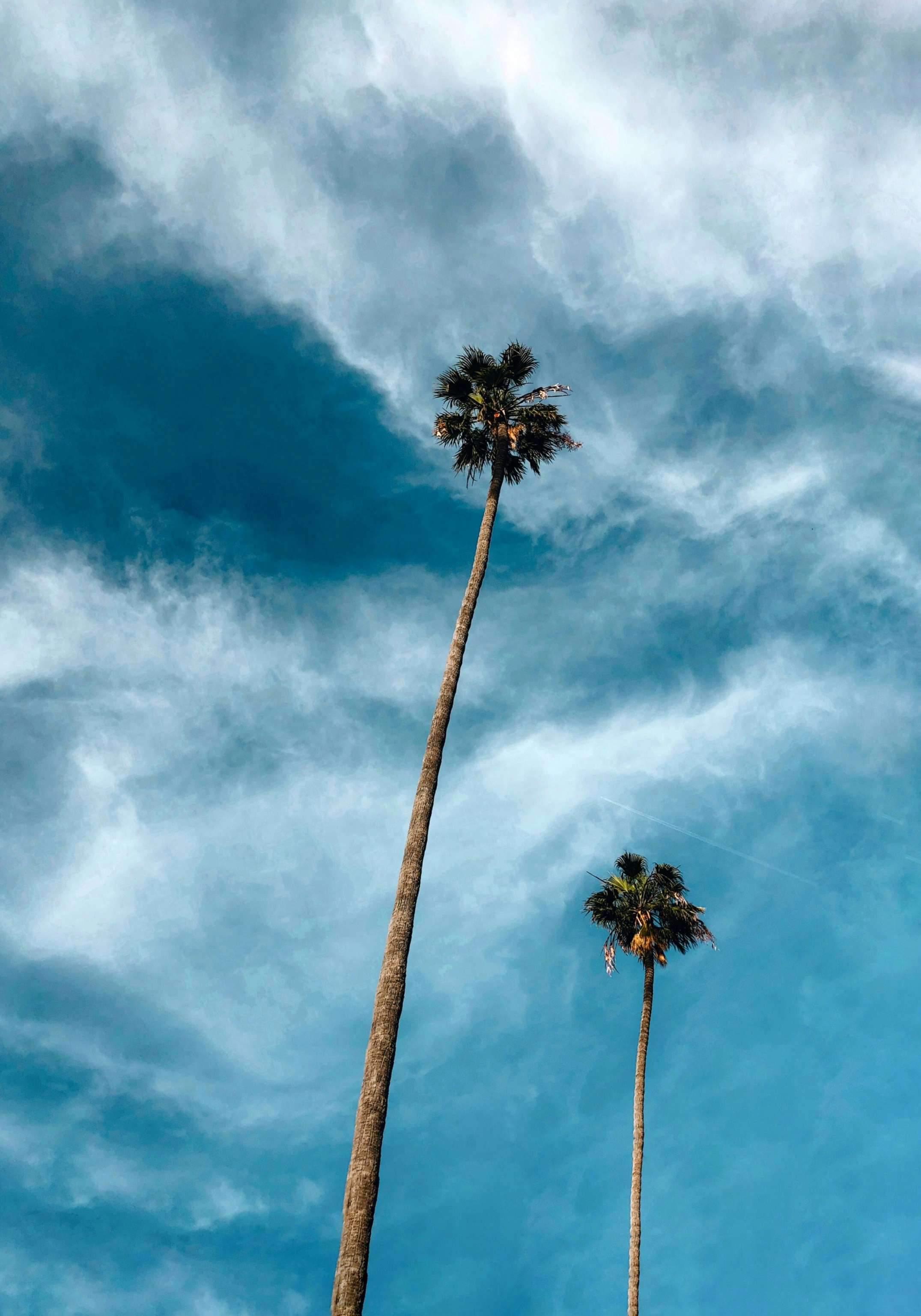Palmera marrón bajo el cielo azul