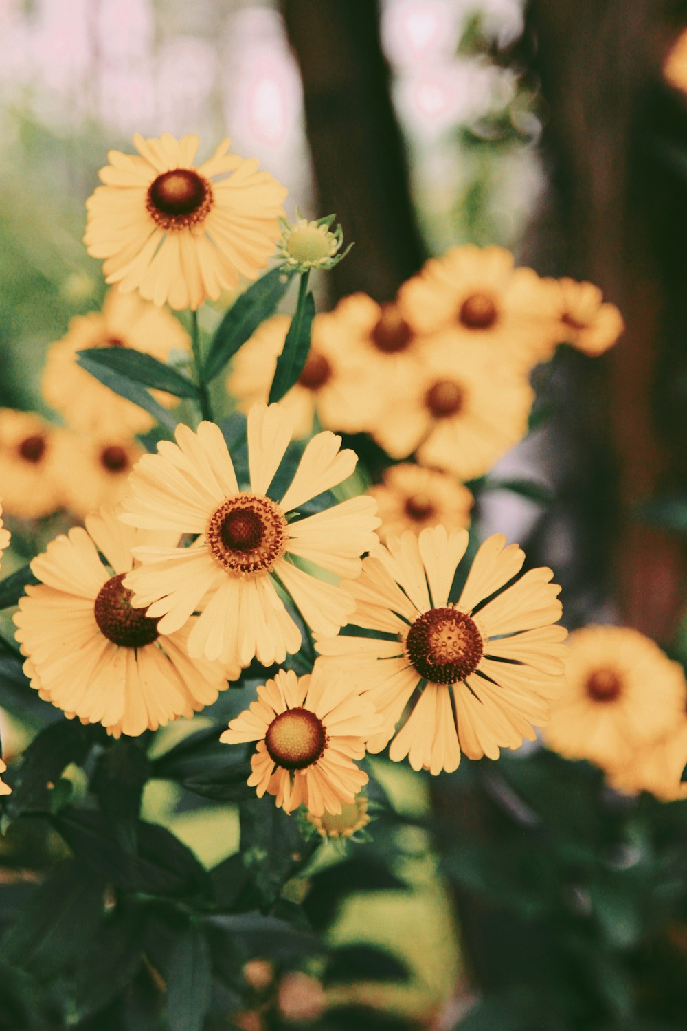 yellow and red flowers in tilt shift lens