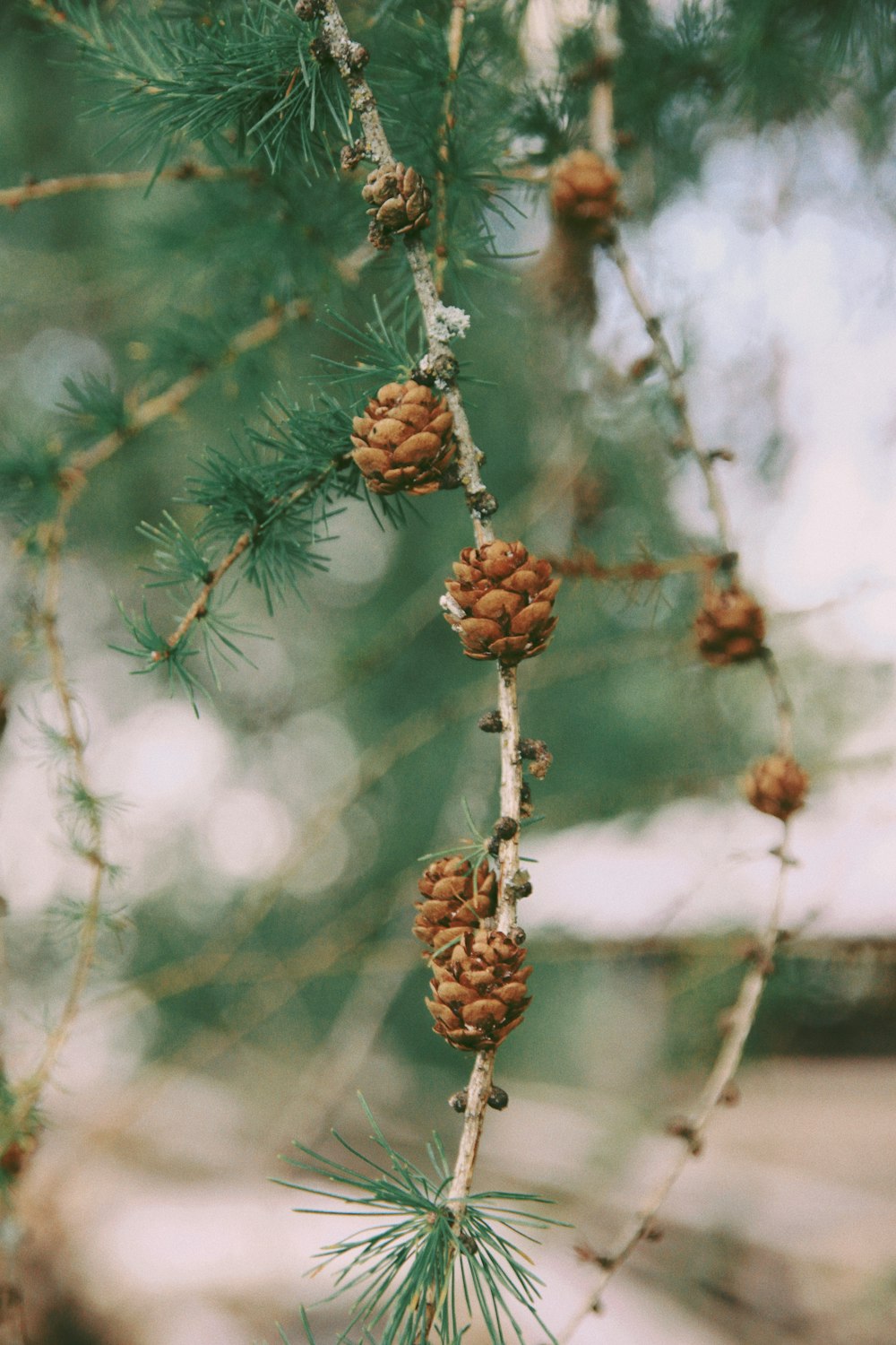 brown pine cone in tilt shift lens