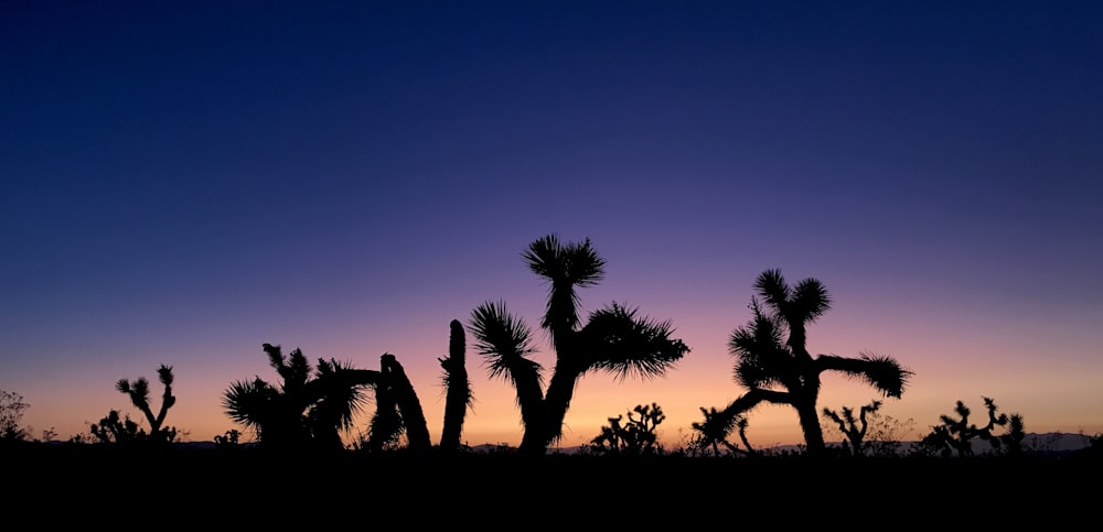 Silueta de la palmera durante la puesta del sol