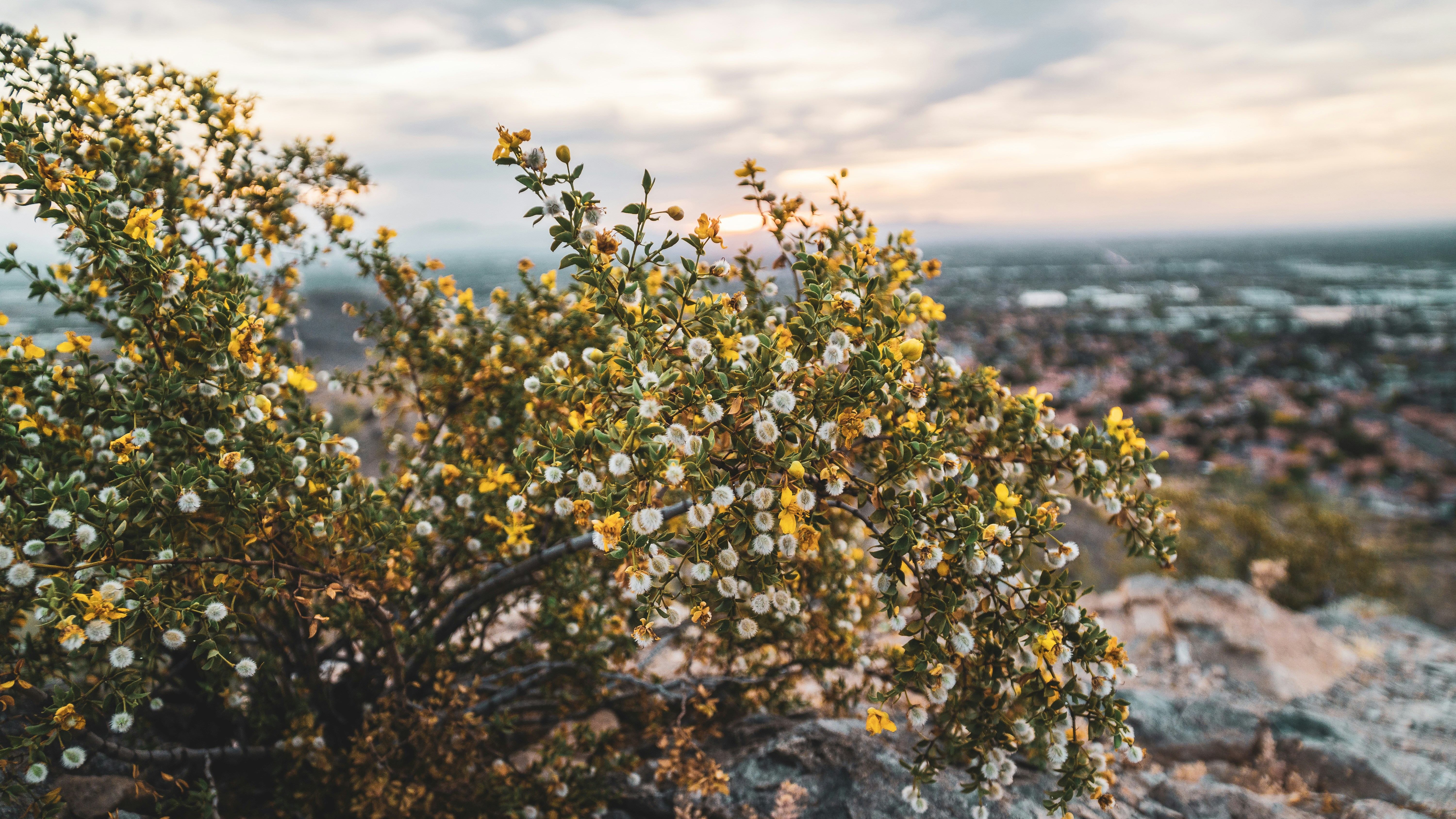 yellow flowers on rocky shore during daytime