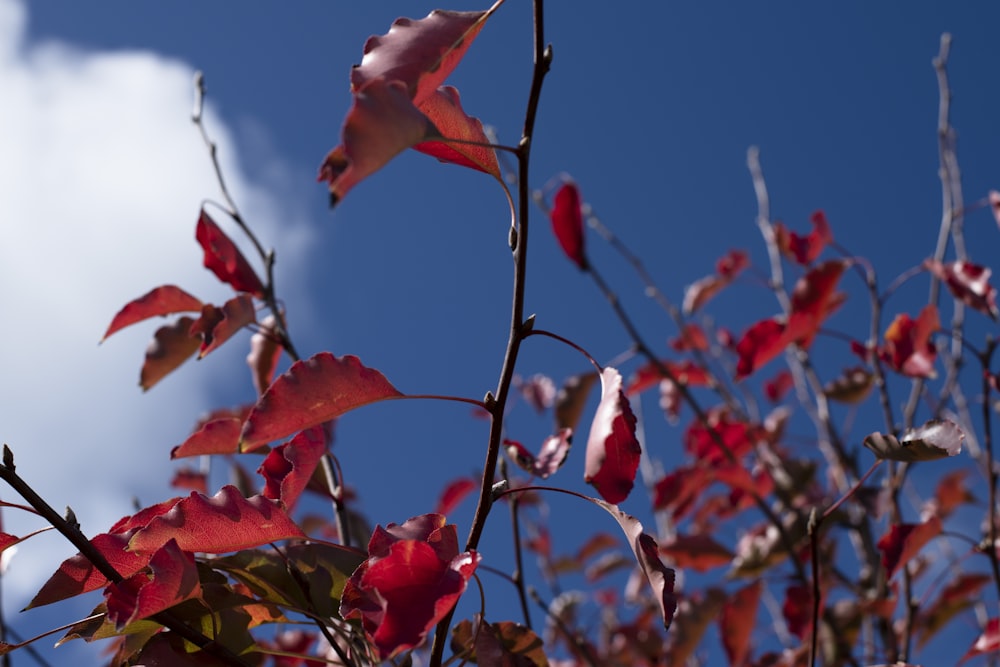 pink flower under blue sky during daytime