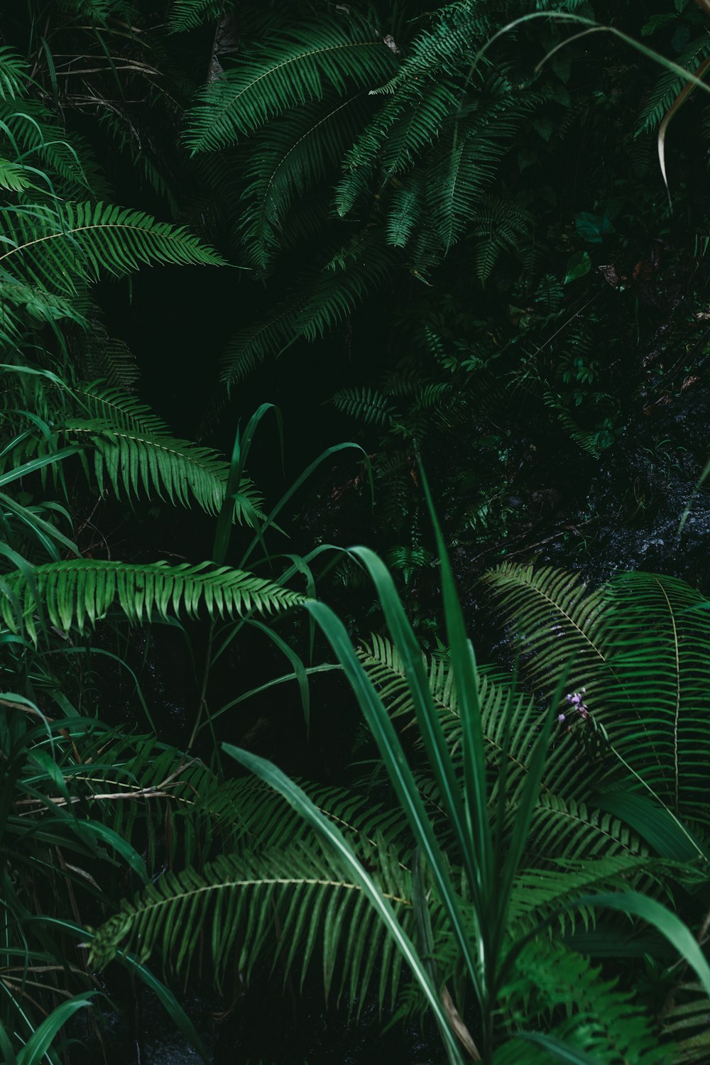 green fern plant during daytime