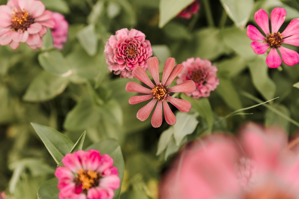 pink and yellow flower in tilt shift lens