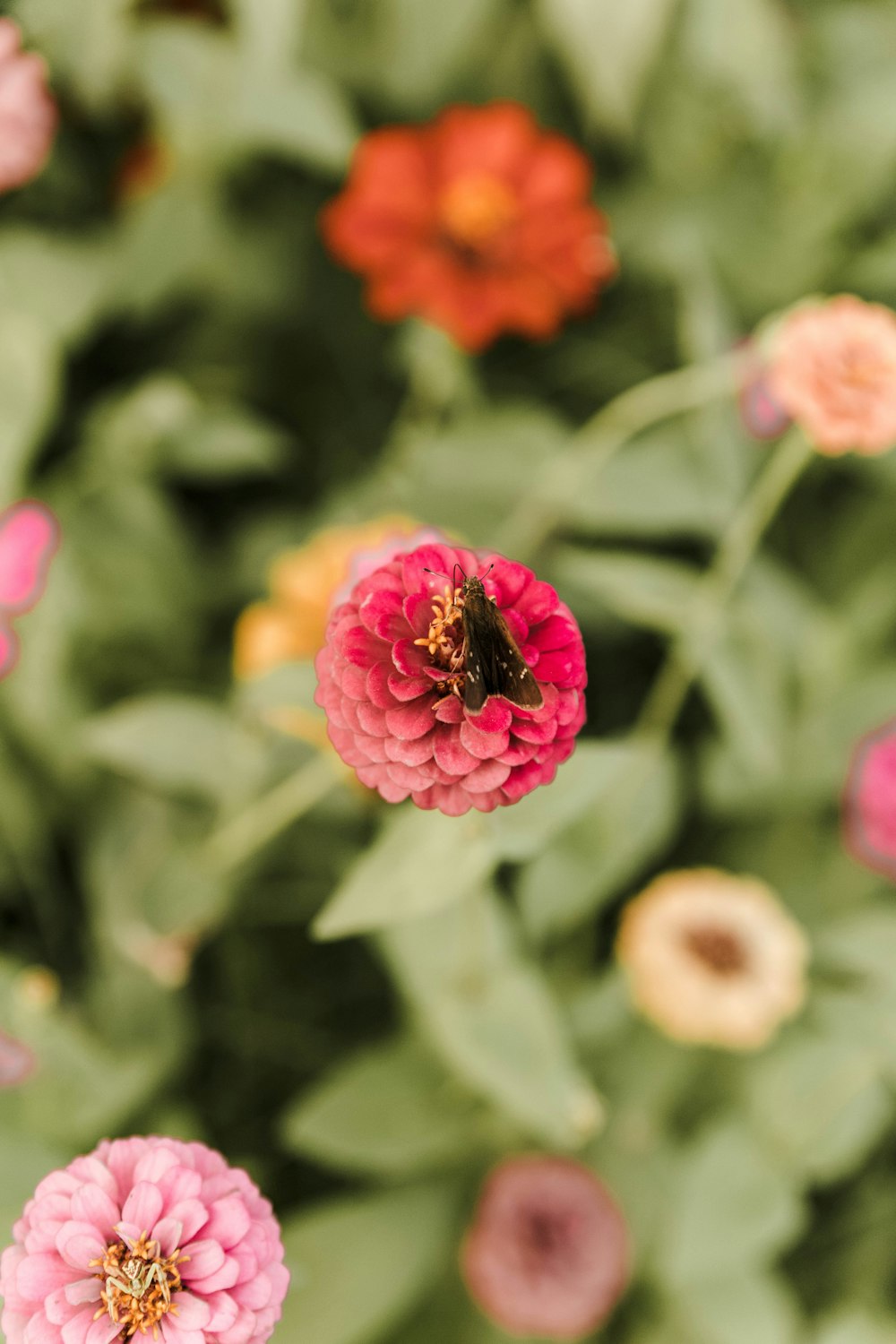 red flower in tilt shift lens