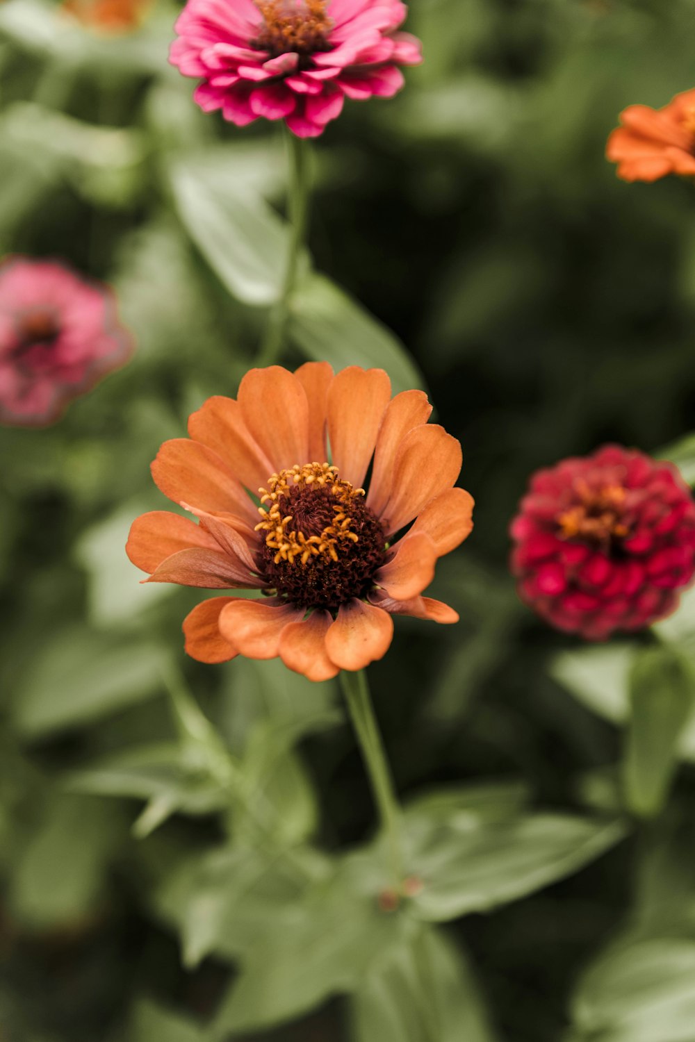 orange and black flower in tilt shift lens