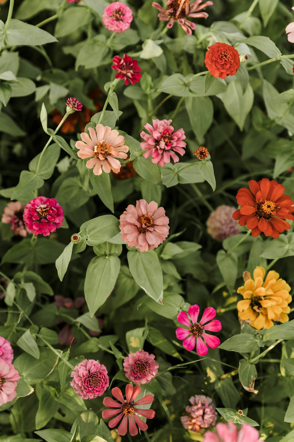 red and yellow flowers with green leaves