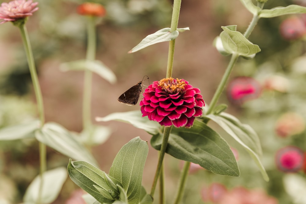 black butterfly perched on pink flower in close up photography during daytime
