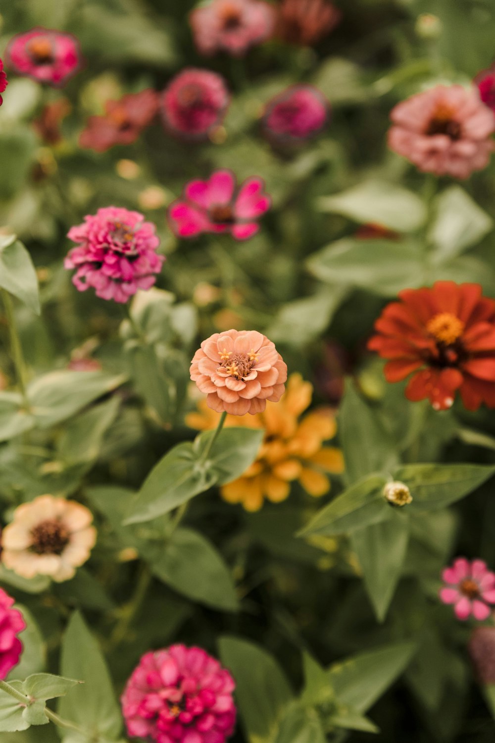 pink and yellow flowers in tilt shift lens