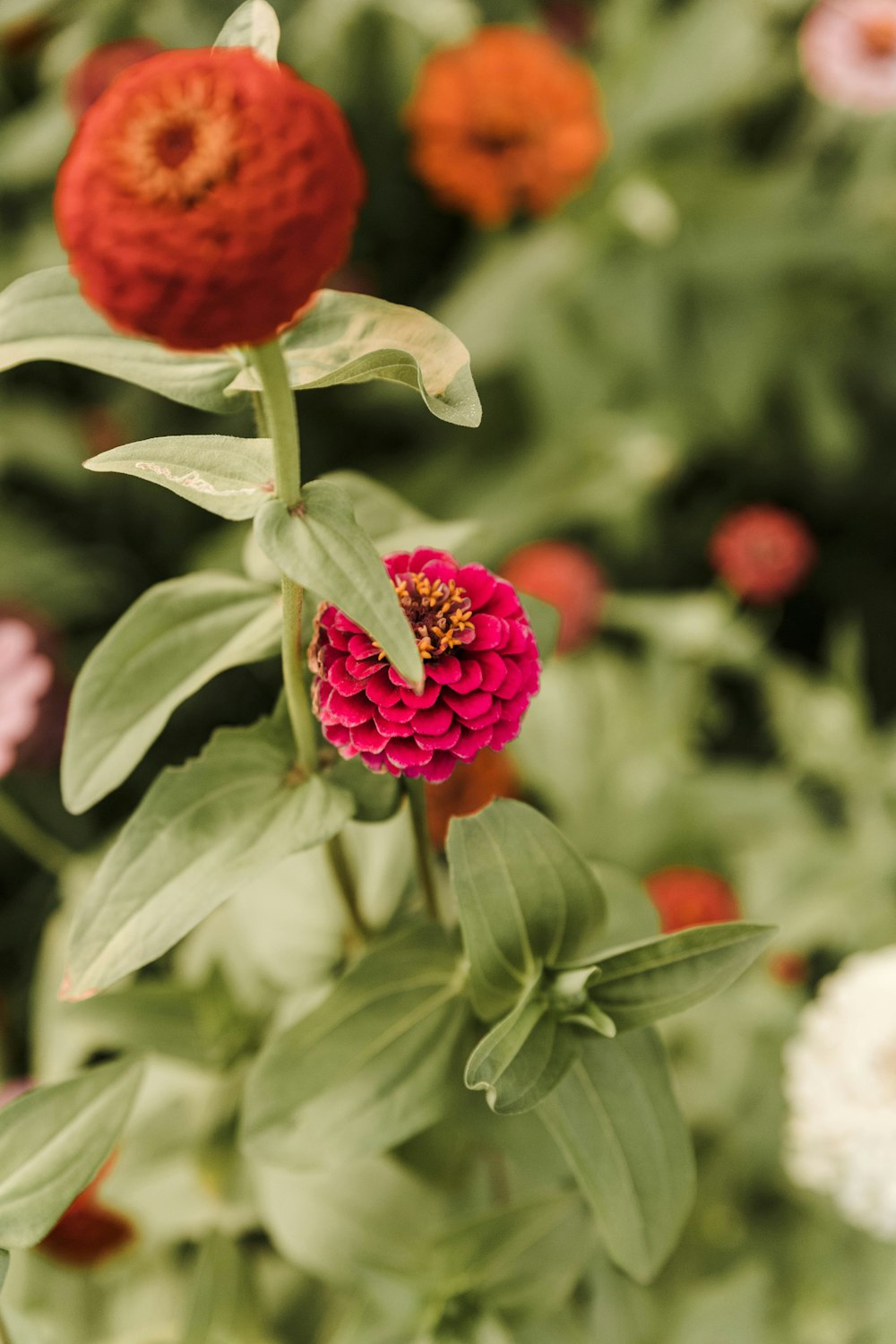 red round fruits in tilt shift lens