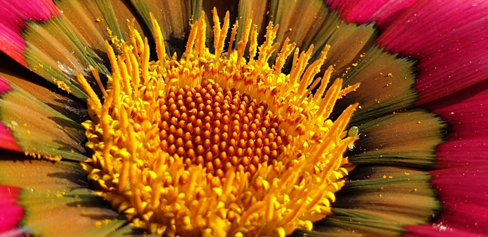 yellow and pink flower in close up photography