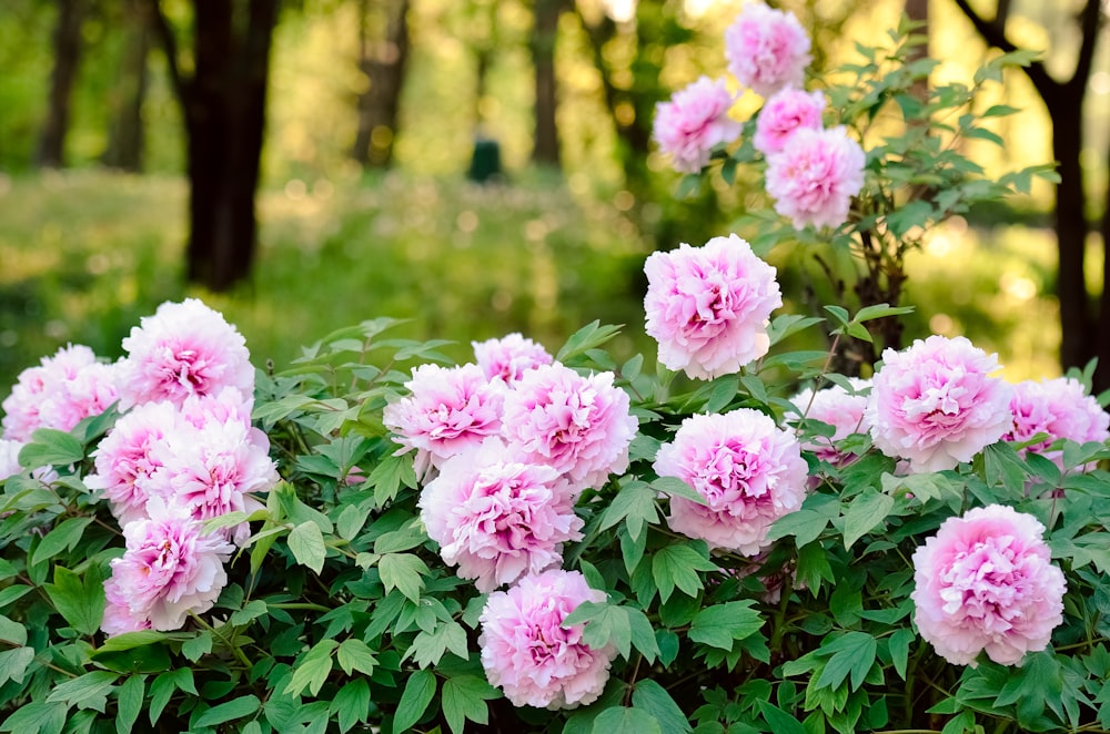 pink flowers in tilt shift lens