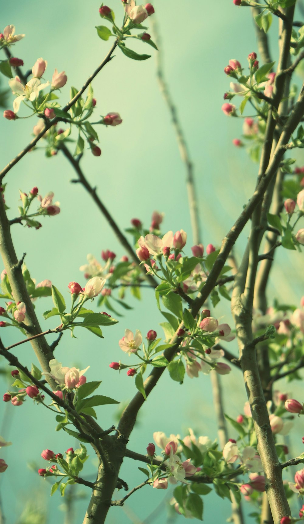 pink and white flower buds