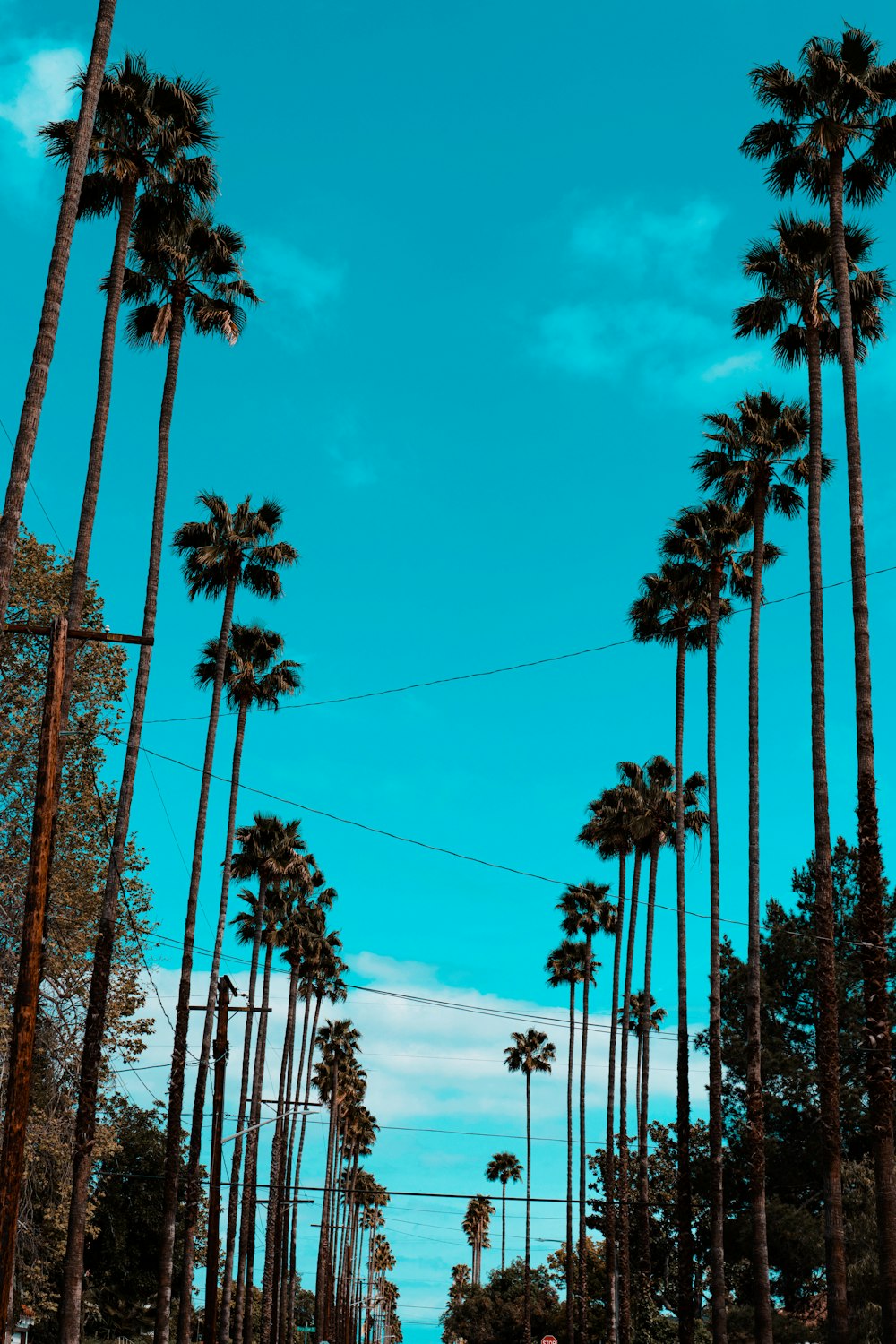 green palm trees under blue sky during daytime