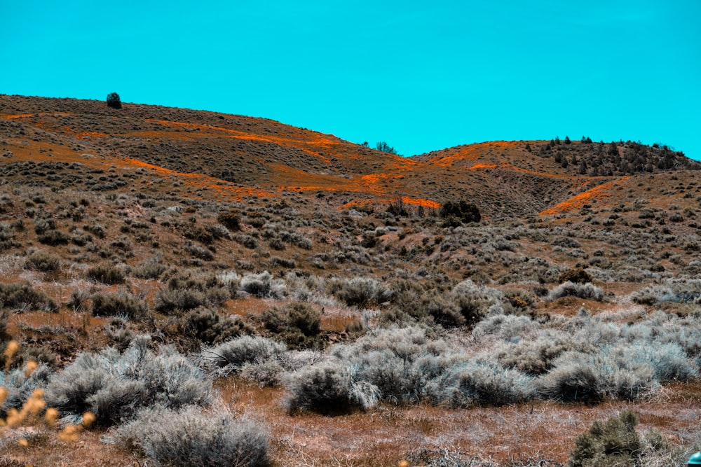 green grass field near brown mountain under blue sky during daytime