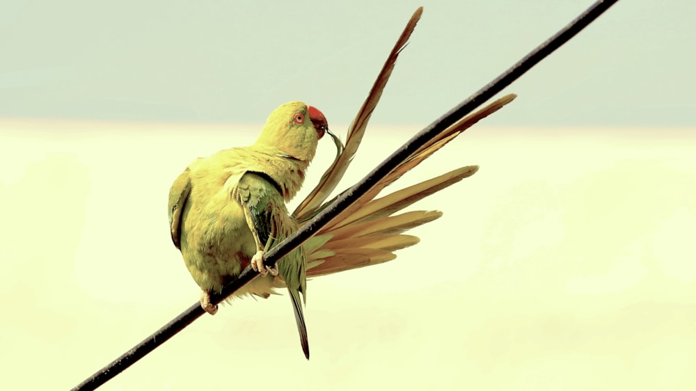 茶色の木の棒に黄色、緑、赤の鳥