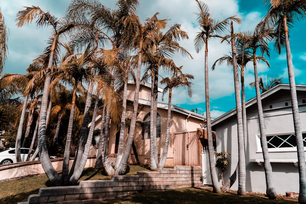 palm tree near white wooden house during daytime