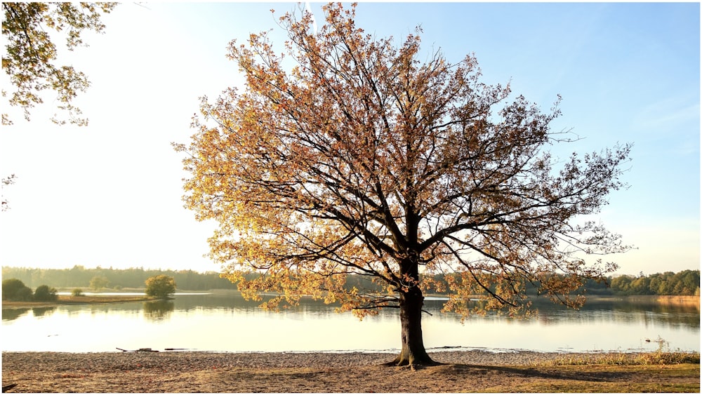 brown tree near body of water during daytime