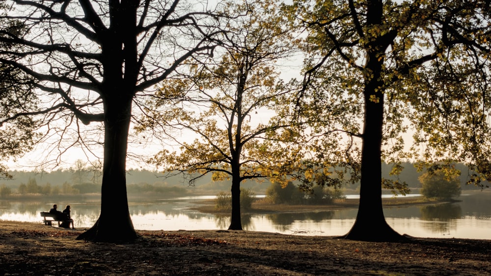 brown trees near body of water during daytime