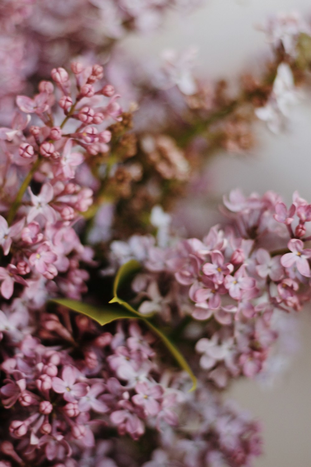 pink and white flowers in tilt shift lens