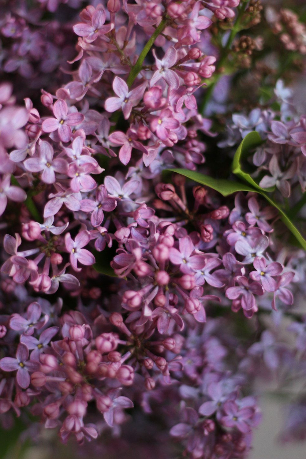 pink and white flowers in tilt shift lens