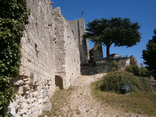 green tree beside brown concrete wall in Montrichard France