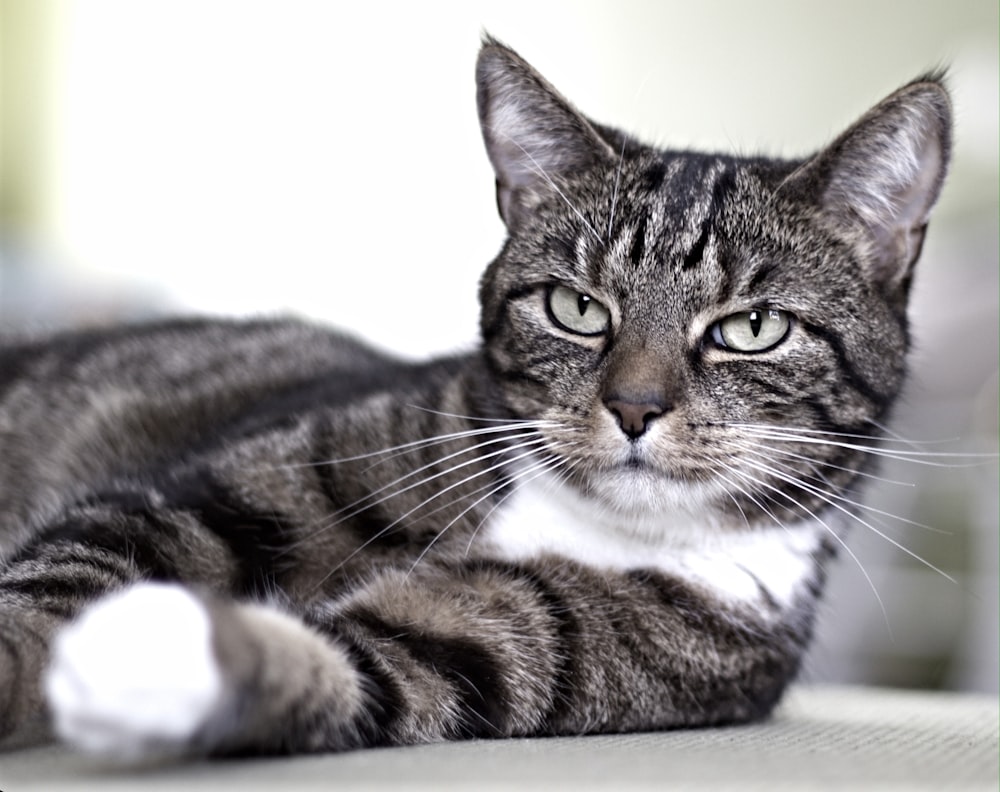 brown tabby cat lying on white textile