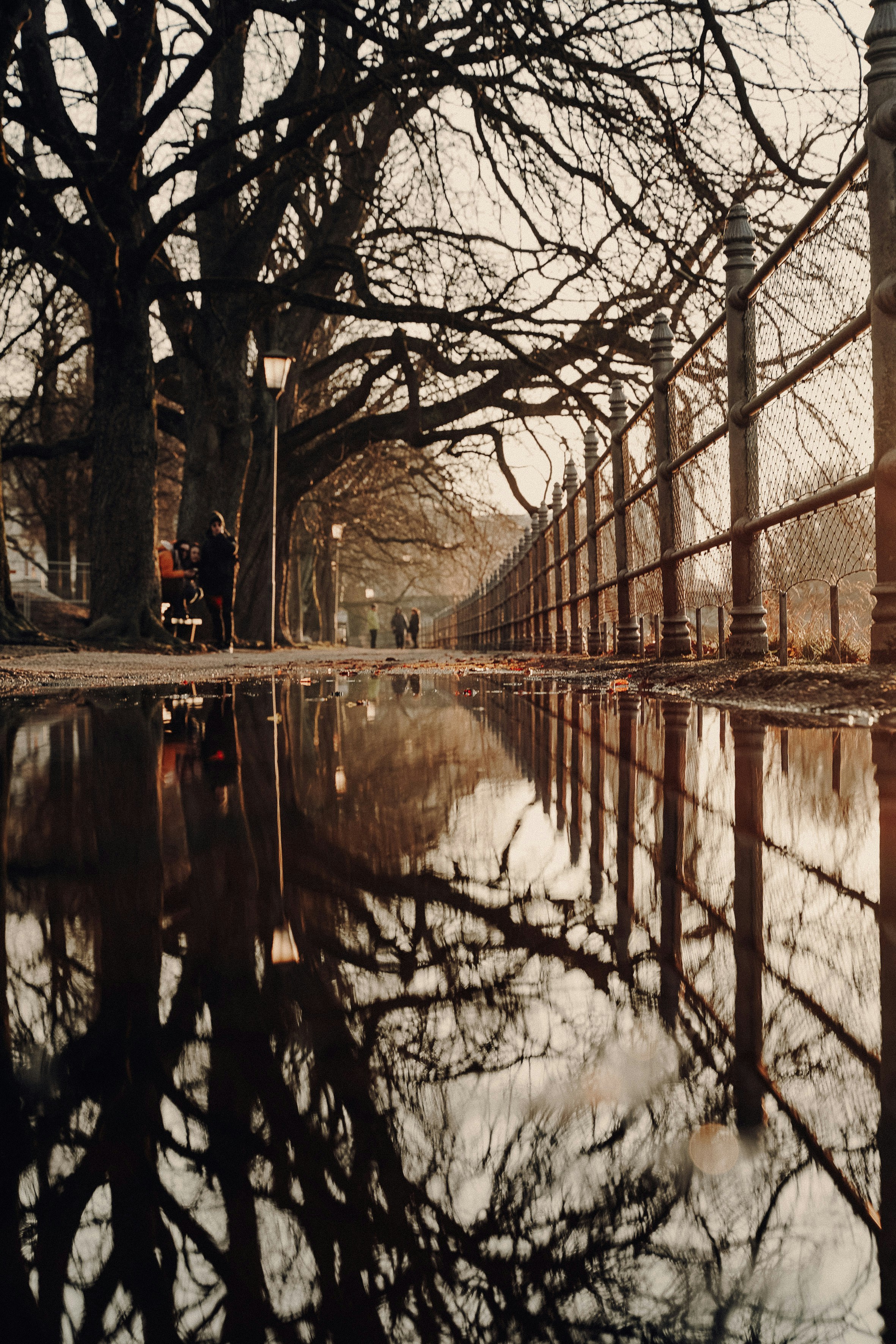 kahle Bäume in der Nähe von Gewässern tagsüber