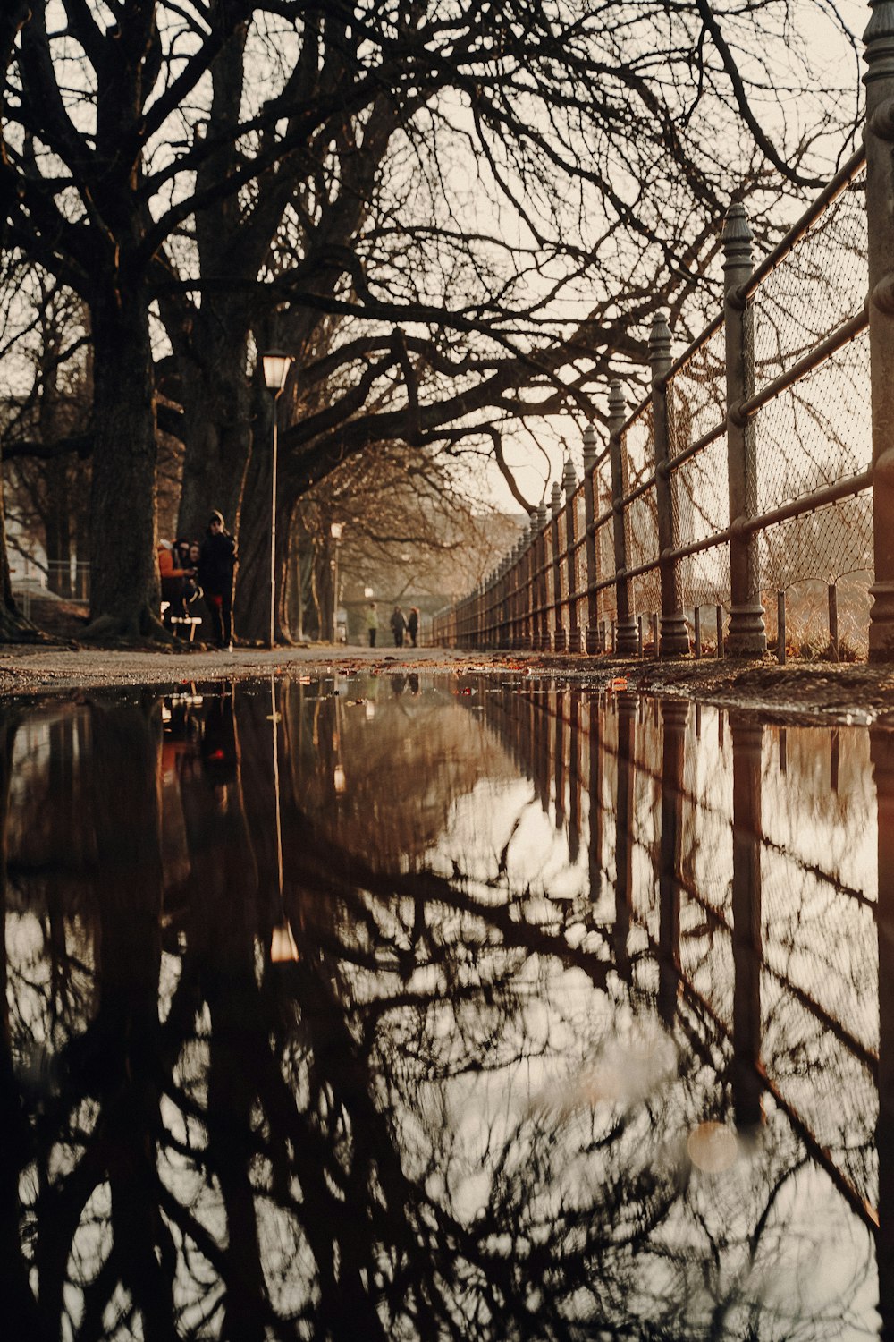 bare trees near body of water during daytime