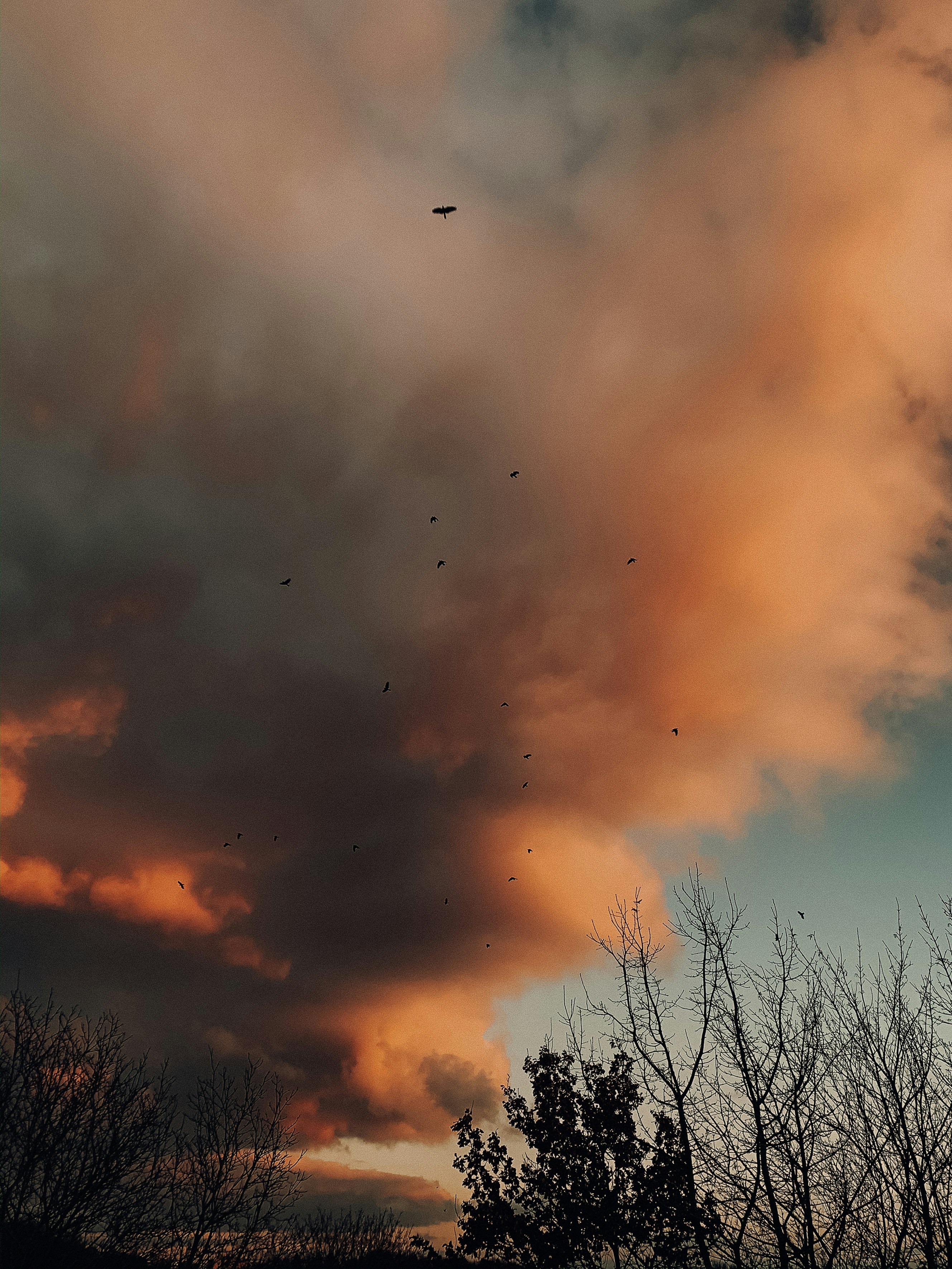 Vögel, die bei Sonnenuntergang über Bäume fliegen